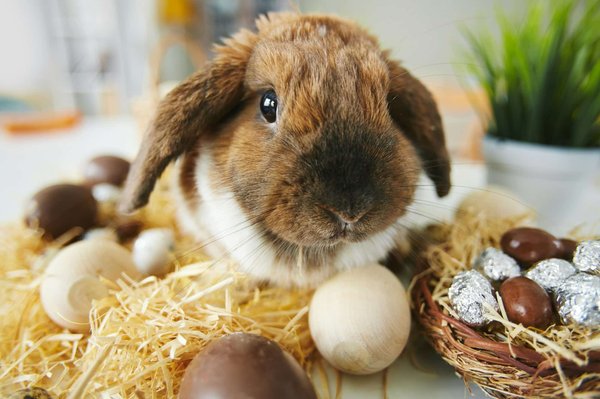 Quel petit compagnon est fait pour vous?