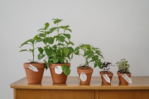 Les meilleures variétés de tomates à cultiver sur un balcon
