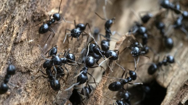 Invasions de fourmis : causes et solutions